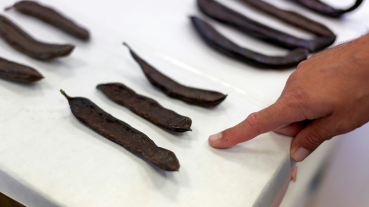 The thick brown pods of carob trees can be eaten raw or ground up to make sweet syrups, spreads, toffees and drinks