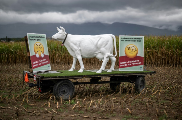 Another hotly debated topic on the ballot is a popular proposal to ban intensive livestock farming