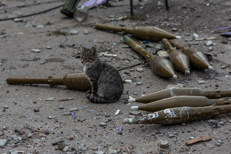 Cat sits near shells for a RPG-7 grenade launcher at a former position of Russian troops in the village of Velyka Komyshuvakha