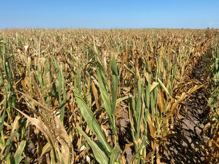 Corn struggles with drought in Nance County, Nebraska
