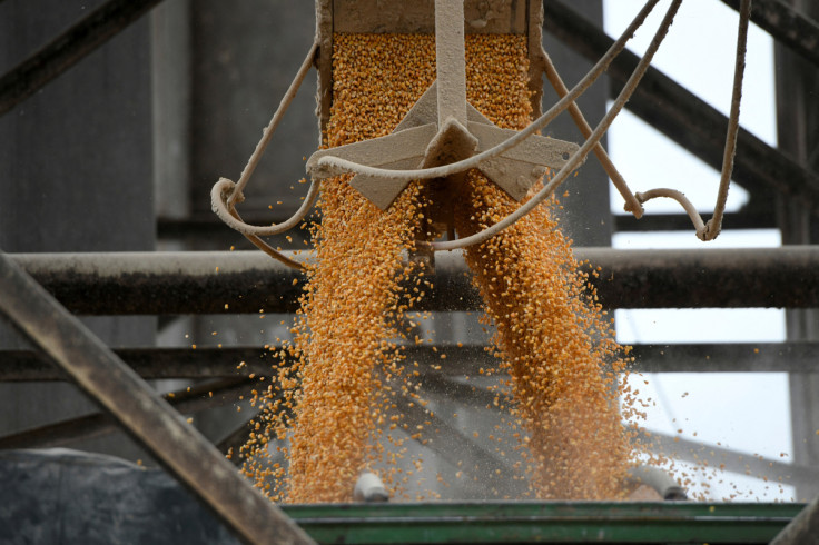 U.S. farmers ramp up pressure on Mexico to soften looming GMO corn ban