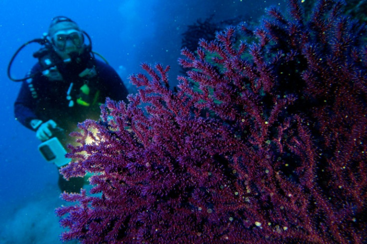 Gorgonian coral forests are seen as biodiversity hotspots