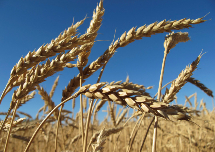 Ears of wheat are seen in a field in Agrostroy farm, some 450 km south of Barnaul city in the Altai region
