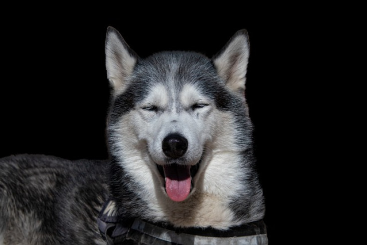 husky