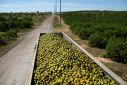 A truck filled with oranges is seen during a harvest at a farm in Lake Wales