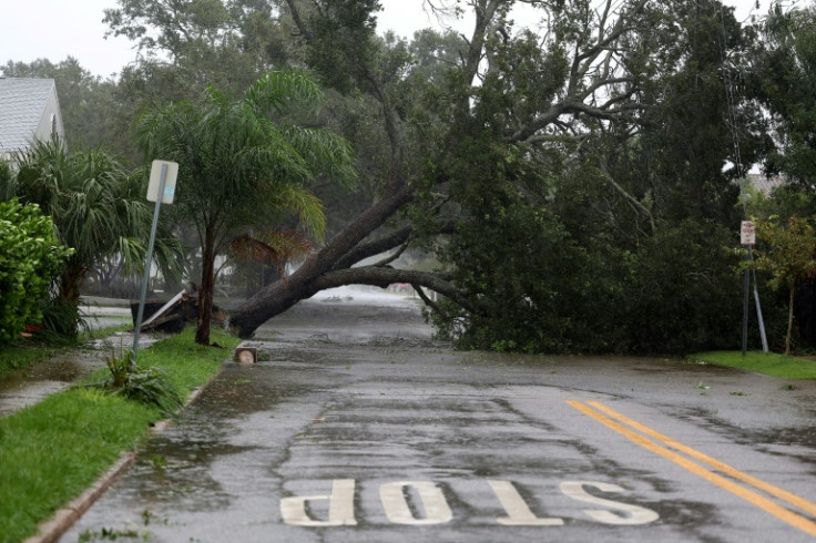 A tree downed by Hurricane Ian in Sarasota, Florida