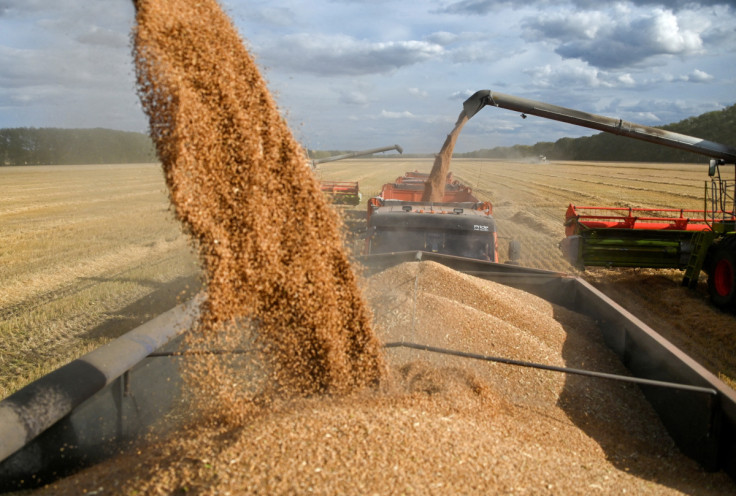Wheat harvest in Russia's Omsk region