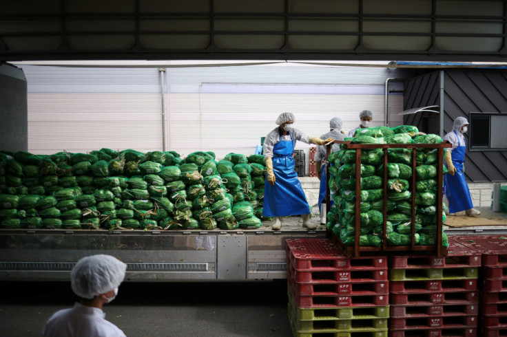 Employees unload napa cabbages at Cheongone Organic Kimchi factory in Cheongju