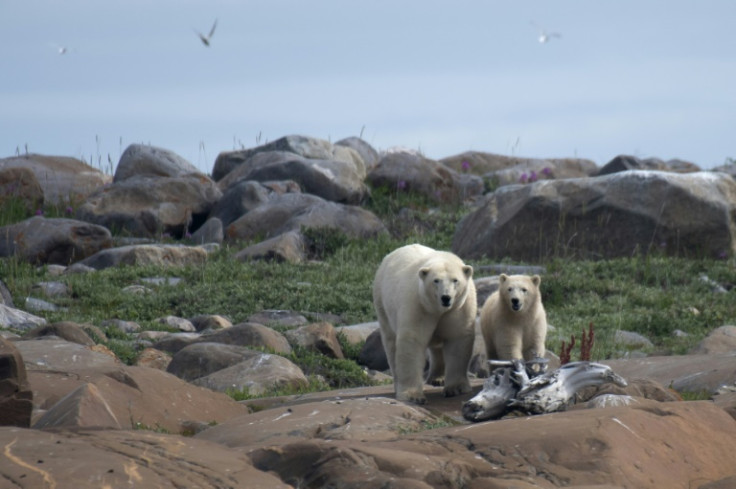 Polar bear births have declined and it has become much rarer for a female to give birth to three cubs, once a common occurrence