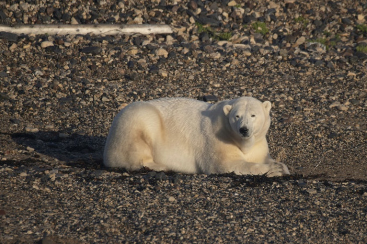 A polar bear eats seaweed in the early morning along the shore of Canada's Hudson Bay near Churchill, Manitoba