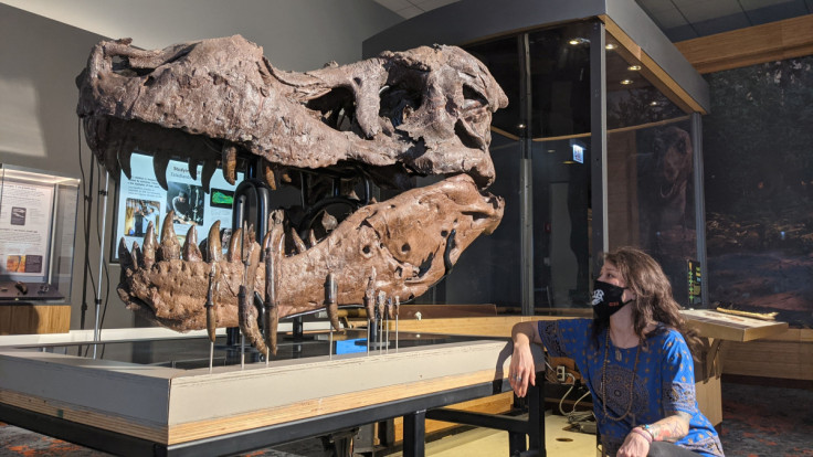 Paleontologist Jingmai O'Connor of the Field Museum in Chicago looks at the fossil skull of a Tyrannosaurus rex known as Sue