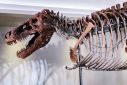 The mounted fossil of a Tyrannosaurus rex known as Sue is pictured at the Field Museum in Chicago