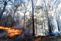 Australia's 2019-2020 Black Summer bushfires had a devastating impact on the country's unique flora and fauna, with some estimates putting the death toll at nearly half a billion animals in one state alone