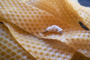 A wax worm, moth larva that eats wax made by bees to build honeycombs, is seen in a laboratory at the CSIC in Madrid