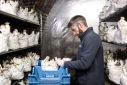 Beer brewing leftovers are being used to grow mushrooms in Belgium