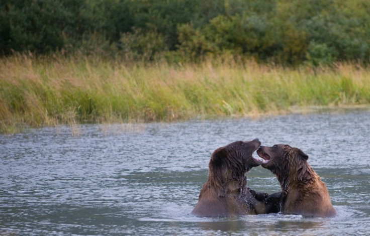 Bear-ly there: by the time hibernation is over, bears will be shadows of their former selves, so gorging on salmon ahead of the winter is crucial to survival