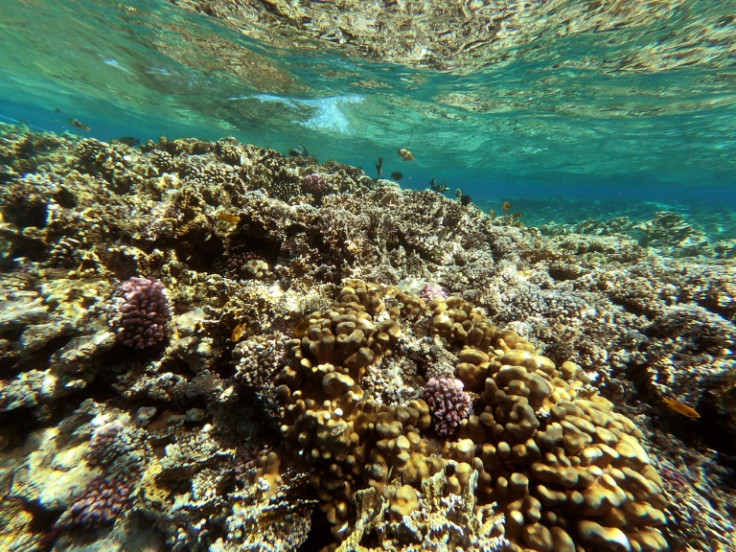 A coral reef near Egypt's Red Sea resort city of Sharm el-Sheikh -- questions have been raised about Egypt's climate and other environmental policies