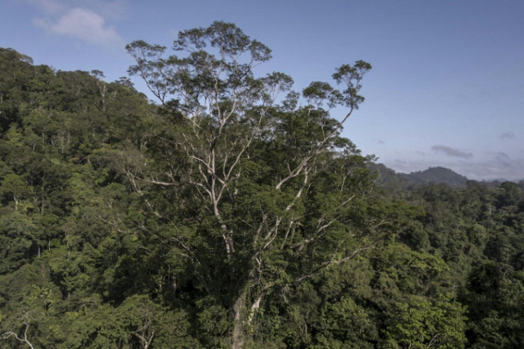 This handout picture released by NGO Imazon shows an Angelim Vermelho tree (Dinizia Excelsa Ducke) which is the tallest ever found in the Amazon