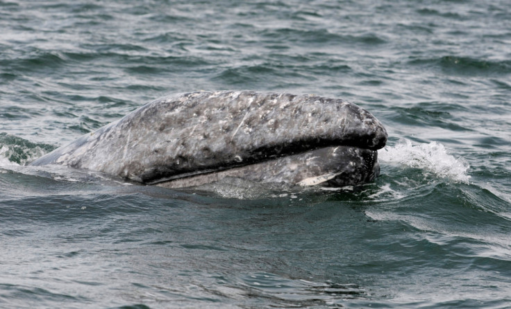 A gray whale surfaces during a whale tour in the Laguna Ojo De Liebre