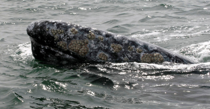 A grey whale surfaces during a whale tour in the Laguna Ojo De Liebre
