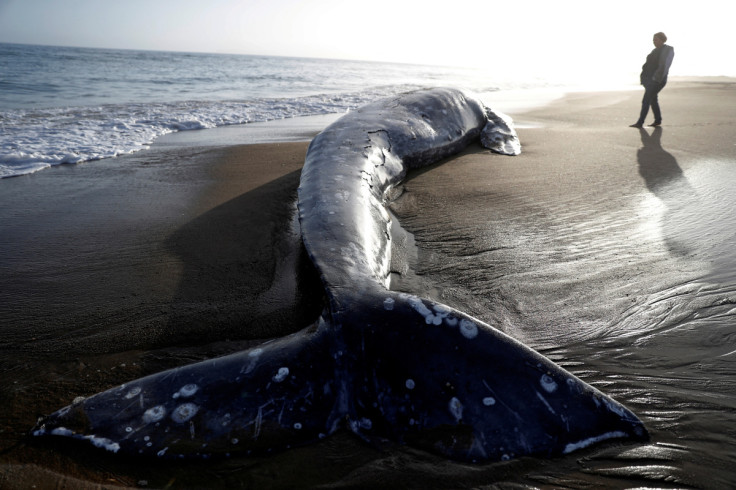 A dead gray whale rests on Limantour Beach at Point Reyes National Seashore in Point Reyes Station, north of San Francisco, California