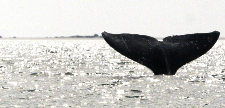 Gray whale's tail flips out of water off Mexico's Baja California