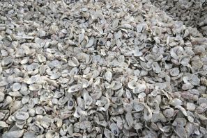Oyster shells like these, seen at the Chula Vista Wildlife Refuge in California, are ground up to help form reef balls that attract live oysters