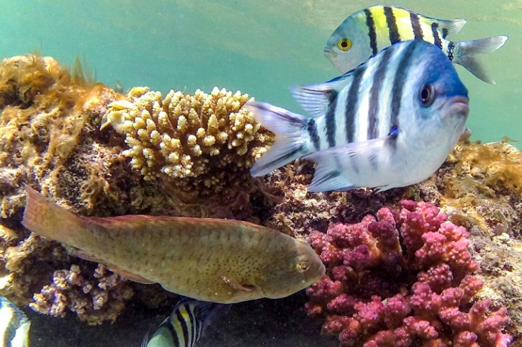 Sergeant major fish, so called because of their stripes swim by a coral reef off Abu Dabbab