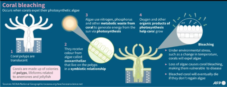 Graphic on coral bleaching