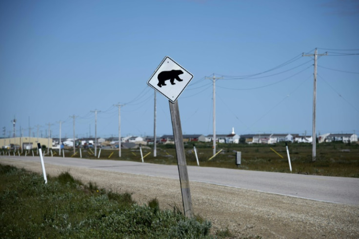 Ice no longer covers the Hudson Bay for as long each winter, forcing polar bears to spend more time on land and nearer to humans