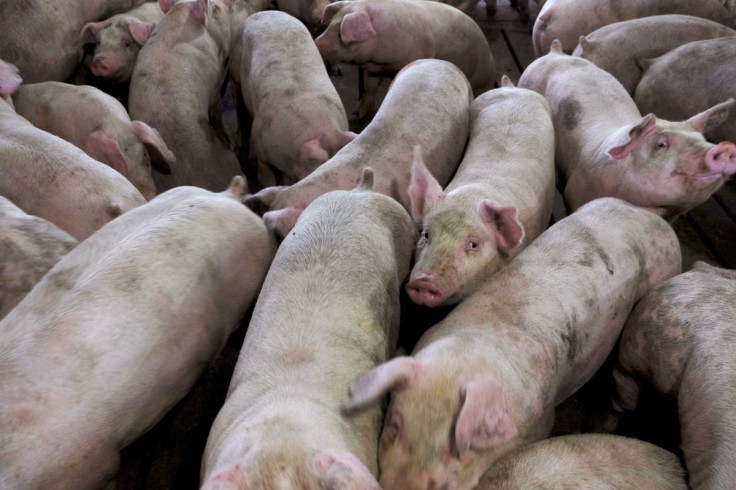 A group of pigs from Cher Pork Farms is seen in Lone Rock