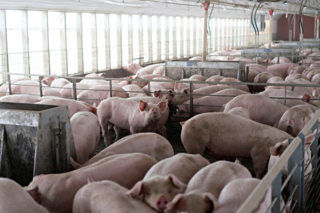 Pigs nearing market weight stand in pens at Duncan Farms in Polo, Illinois