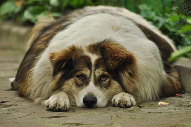 obese pet