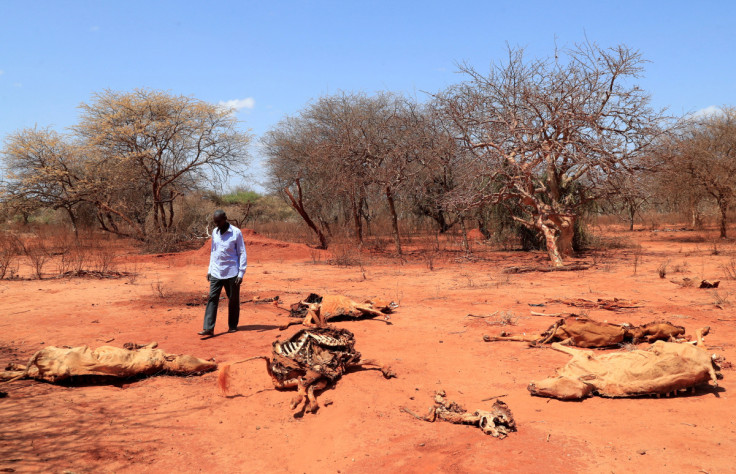 Ali Hacho Ali looks at the carcasses of his dead cows following a prolonged drought near the Kenya-Ethiopia border