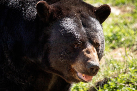 Representational image (black bear) 