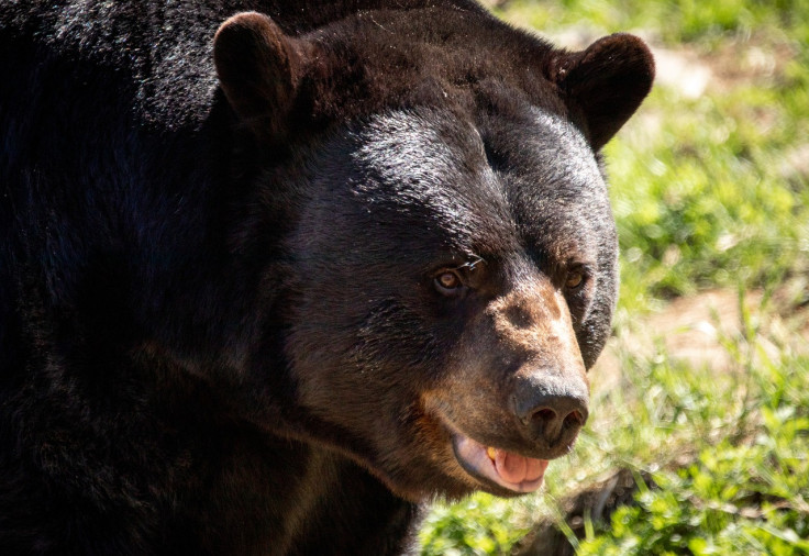 Representational image (black bear) 