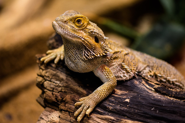 lizard, bearded dragon, reptile, pet, animal,