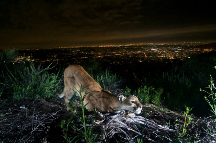 More frequent wildfires caused by climate change have placed the survival of Los Angeles' last remaining mountain lions in doubt