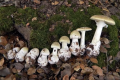 The death cap, Amanita phalloides, mushroom