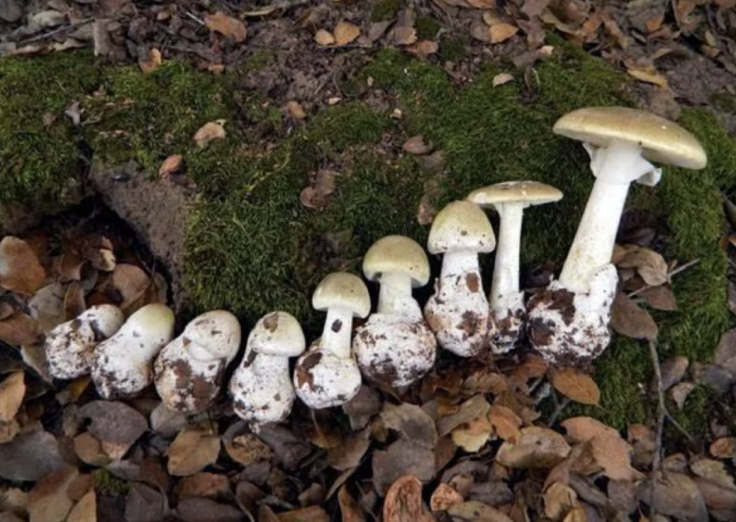 The death cap, Amanita phalloides, mushroom