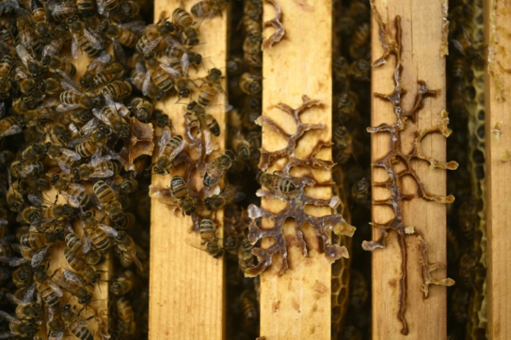 'You still have the beauty of the bees,' enthuses US entomologist Jeffery Pettis