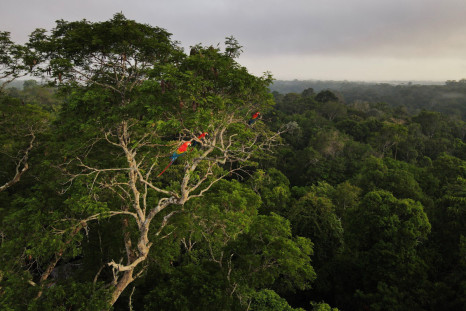 Macaws sit on a tree at the Amazon rainforest in Manaus