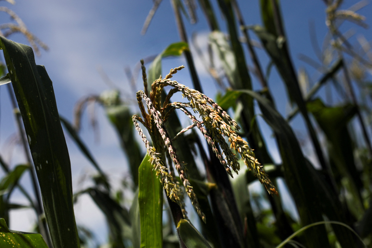 ExclusiveMexico To Proceed With GMO Corn Ban, Seeks International Grain Deals official IBTimes