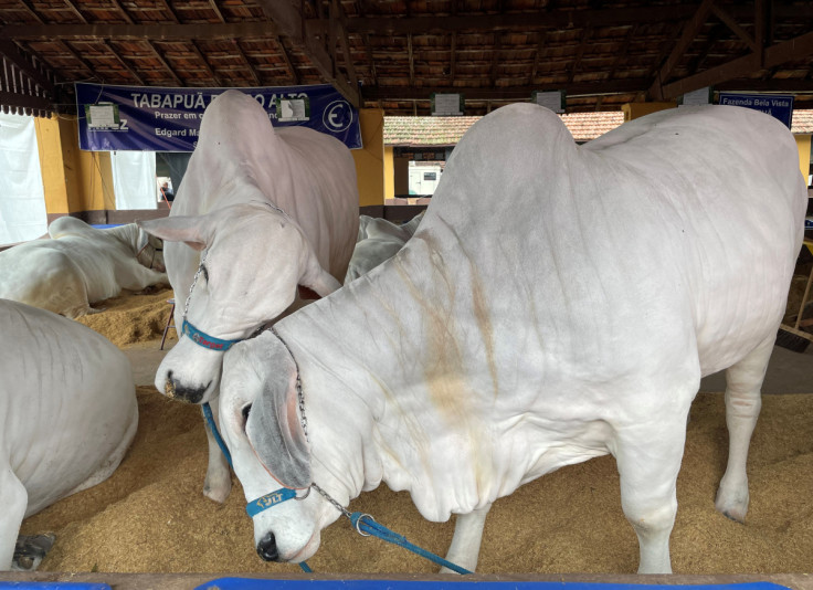 Cows nuzzle at Expo Rio Preto livestock fair in Sao Jose do Rio Preto