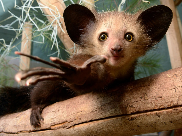The aye-aye has been filmed picking its nose with its extra-long middle finger