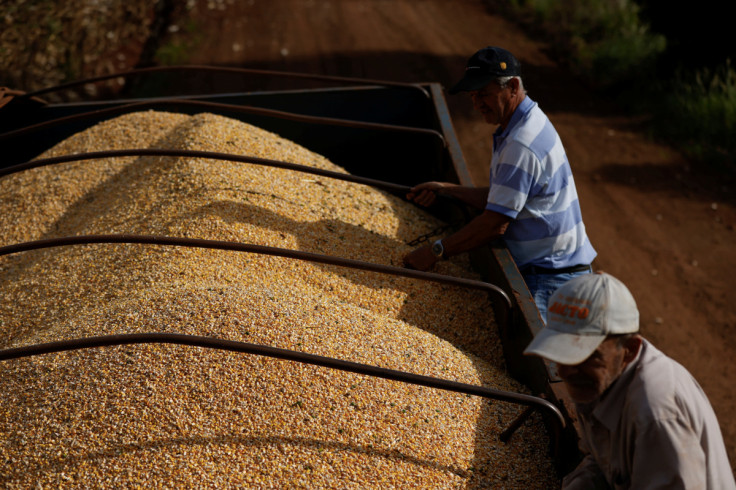 Farmer collect corn at a plantation in Maringa