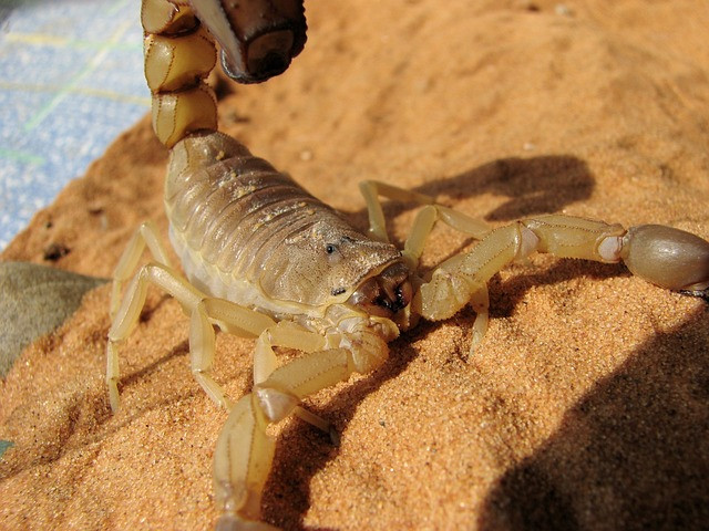 scorpion