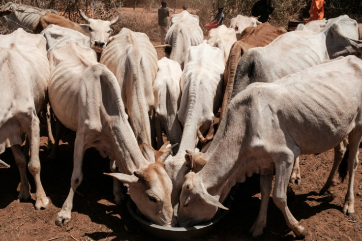 Devastating drought is gripping the Horn of Africa after four failed rainy seasons in a row