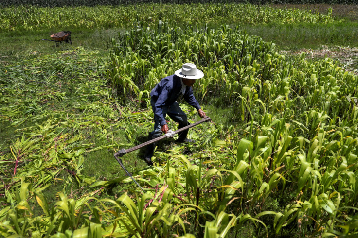 U.S. farmers ramp up pressure on Mexico to soften looming GMO corn ban