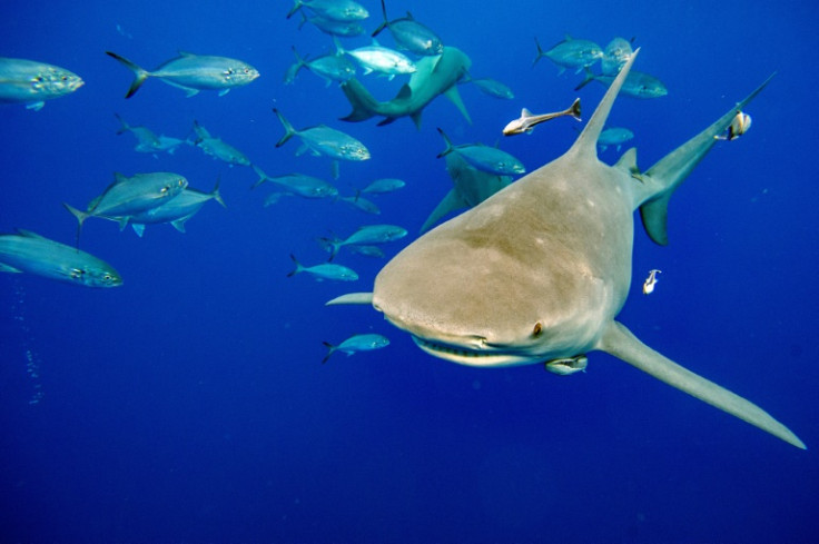 Human demand for shark fin soup, particularly in East Asia, has threatened shark populations